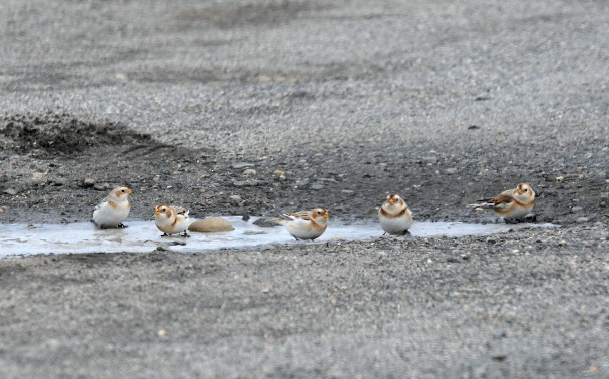 sněhule severní - ML646450975