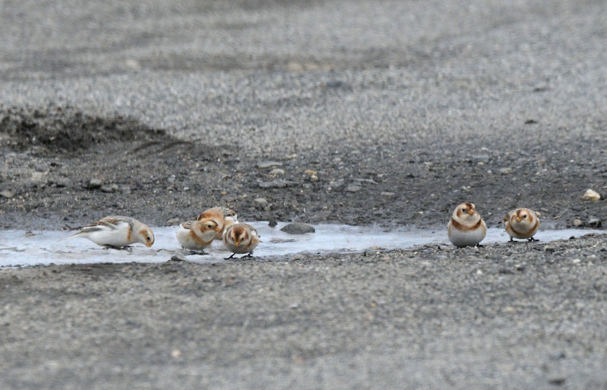 sněhule severní - ML646450976