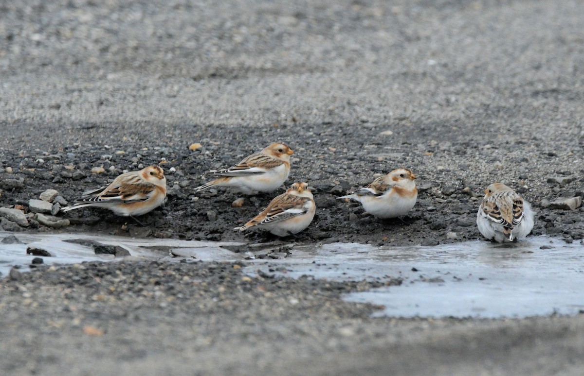 sněhule severní - ML646450977