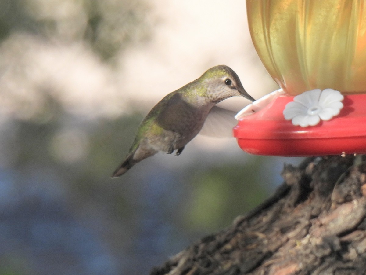 アンナハチドリ - ML646450978