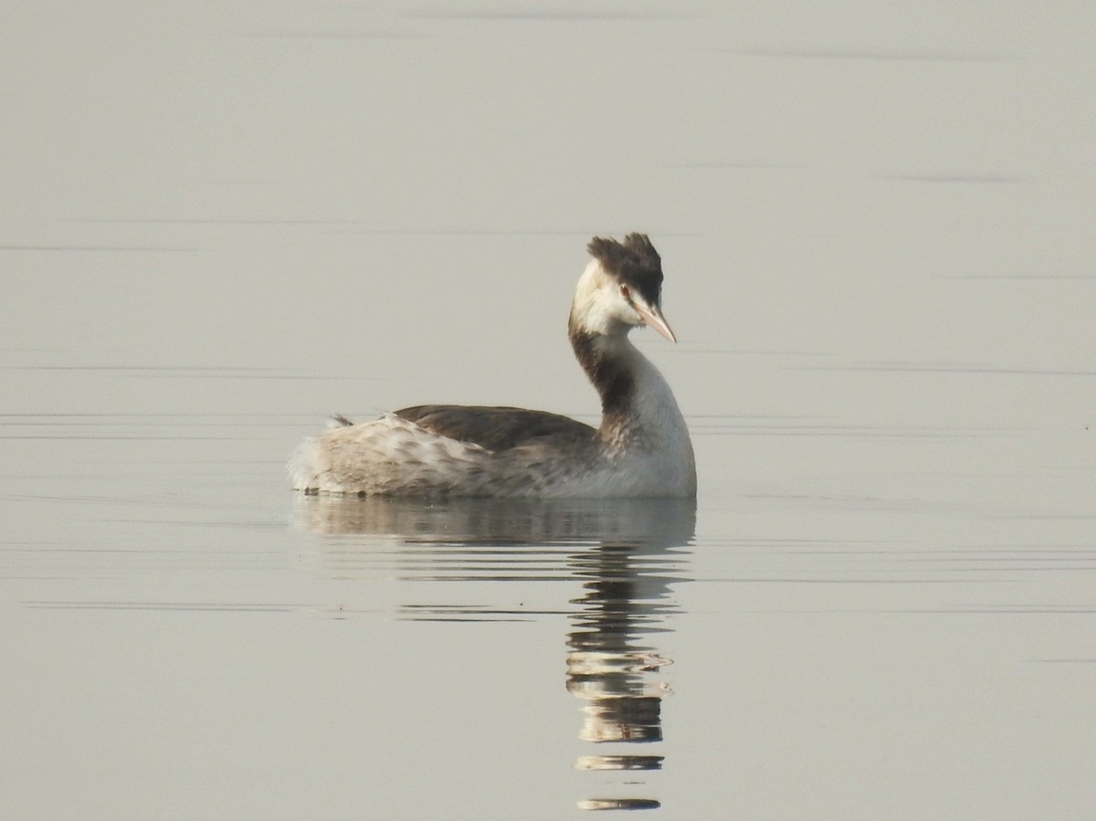 Great Crested Grebe - ML646450996