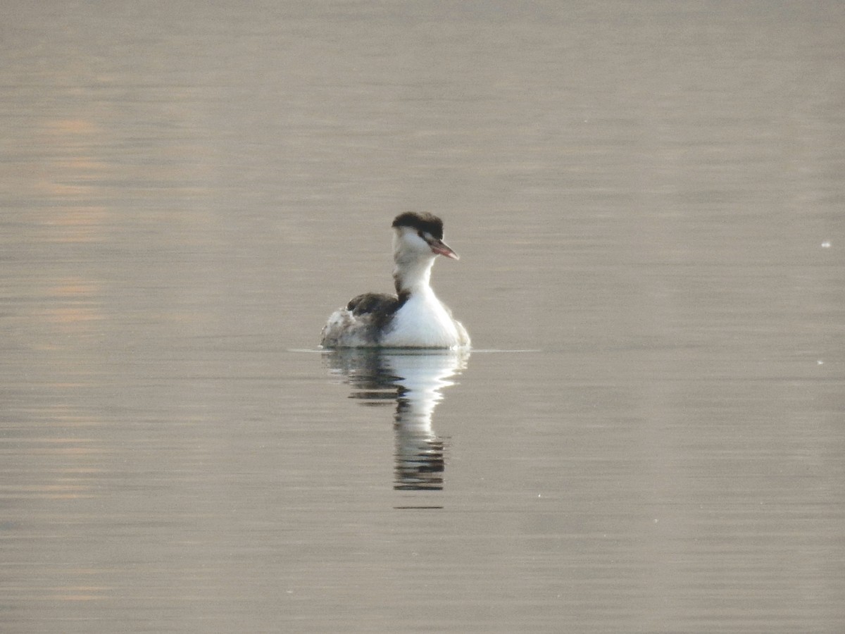Great Crested Grebe - ML646450997