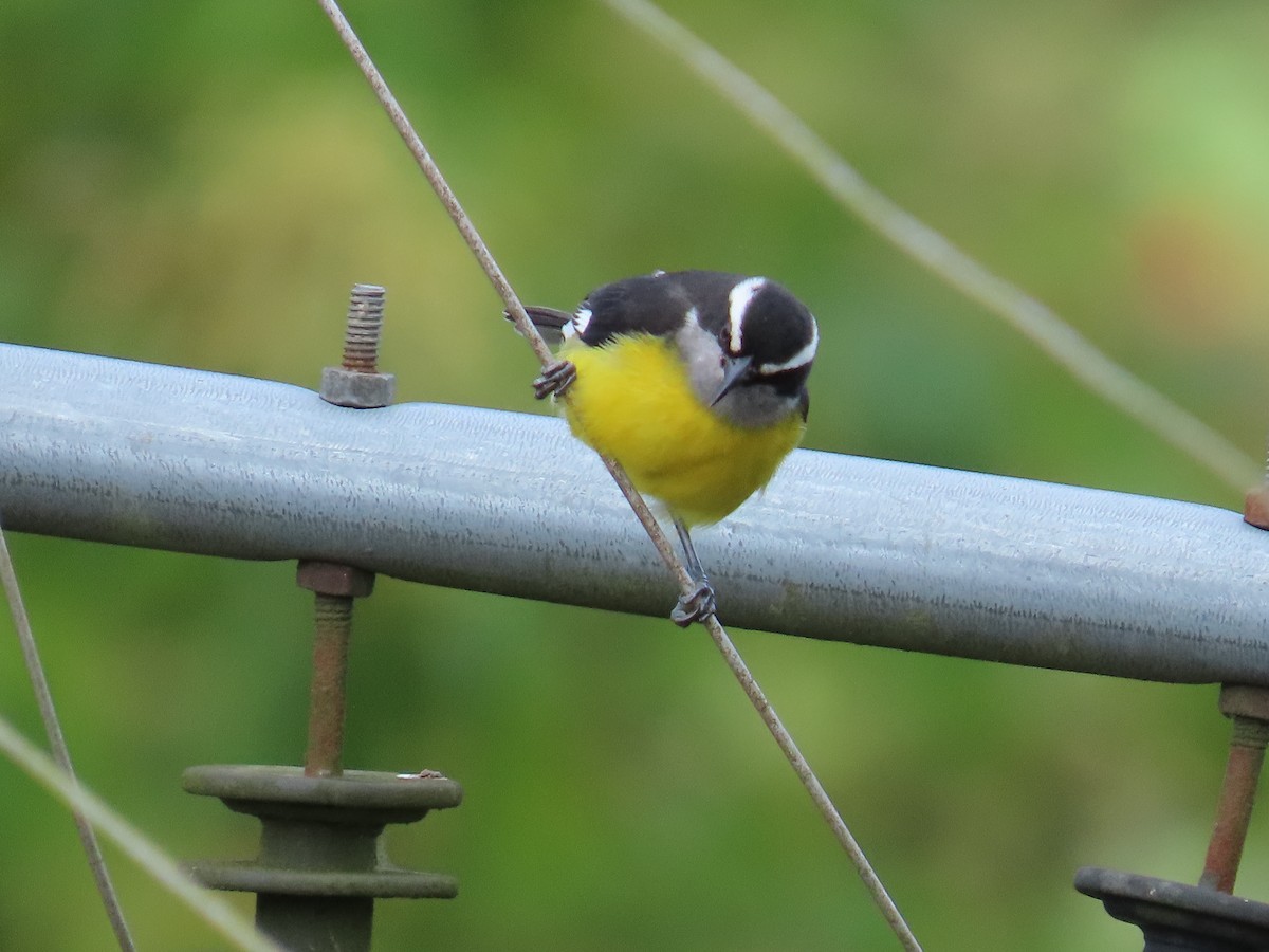 Bananaquit - ML646451011