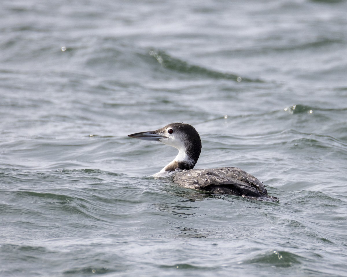 Common Loon - ML646451013