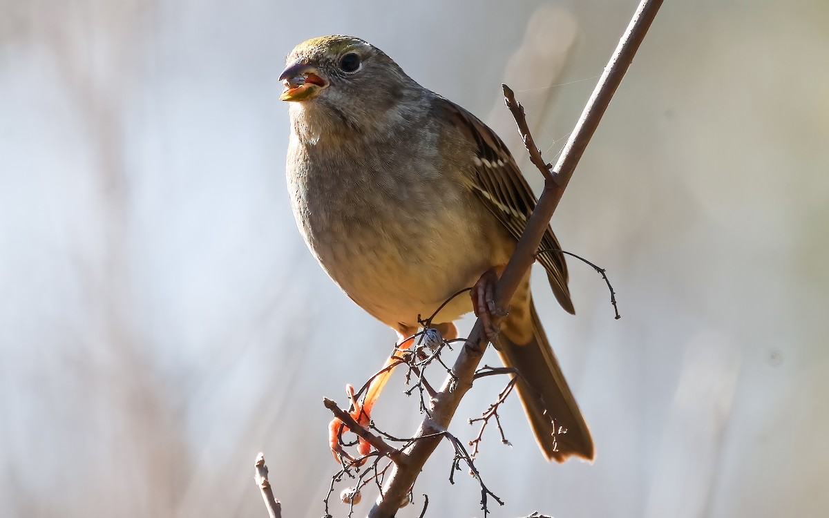 Golden-crowned Sparrow - ML646451014