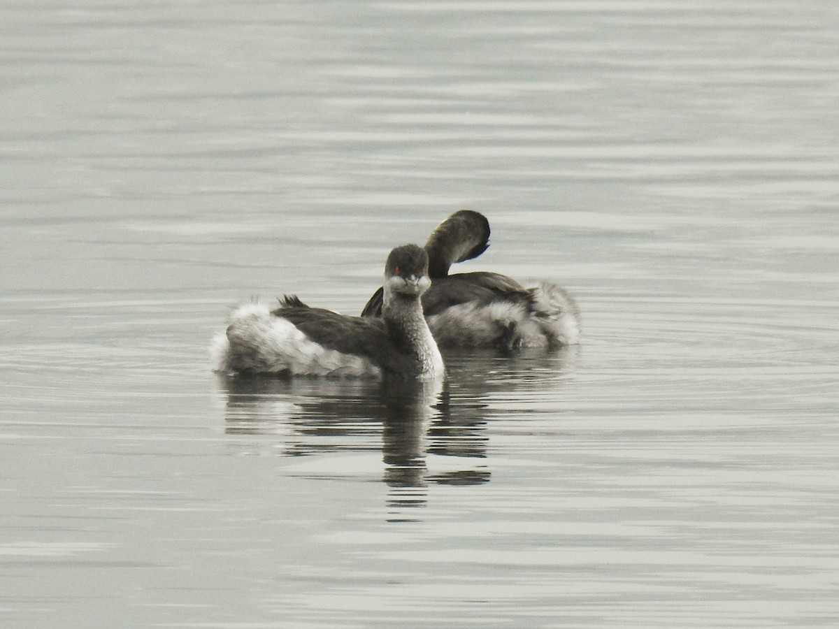 Eared Grebe - ML646451015
