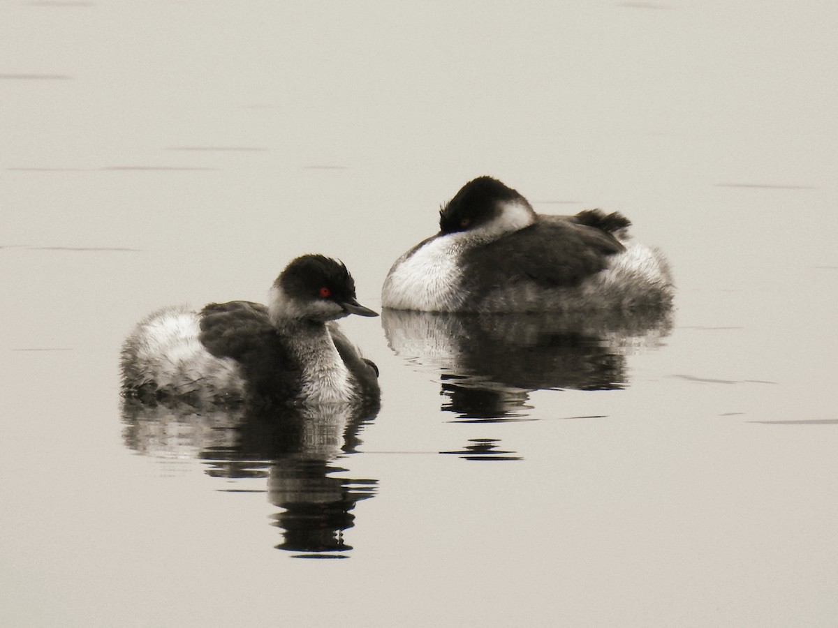 Eared Grebe - ML646451016