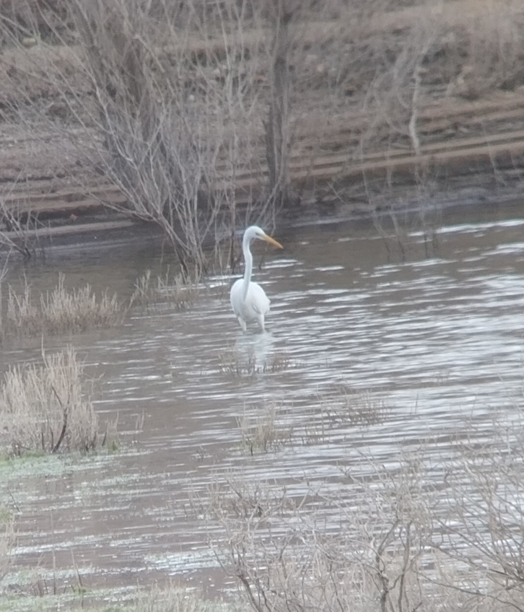 Цасч дэглий - ML646451019