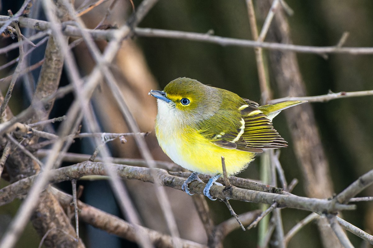White-eyed Vireo - ML646451020