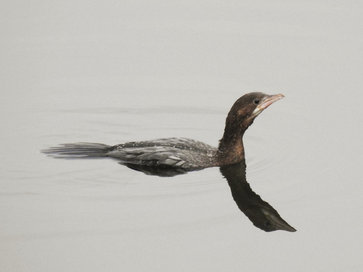 Баклан малий - ML646451026