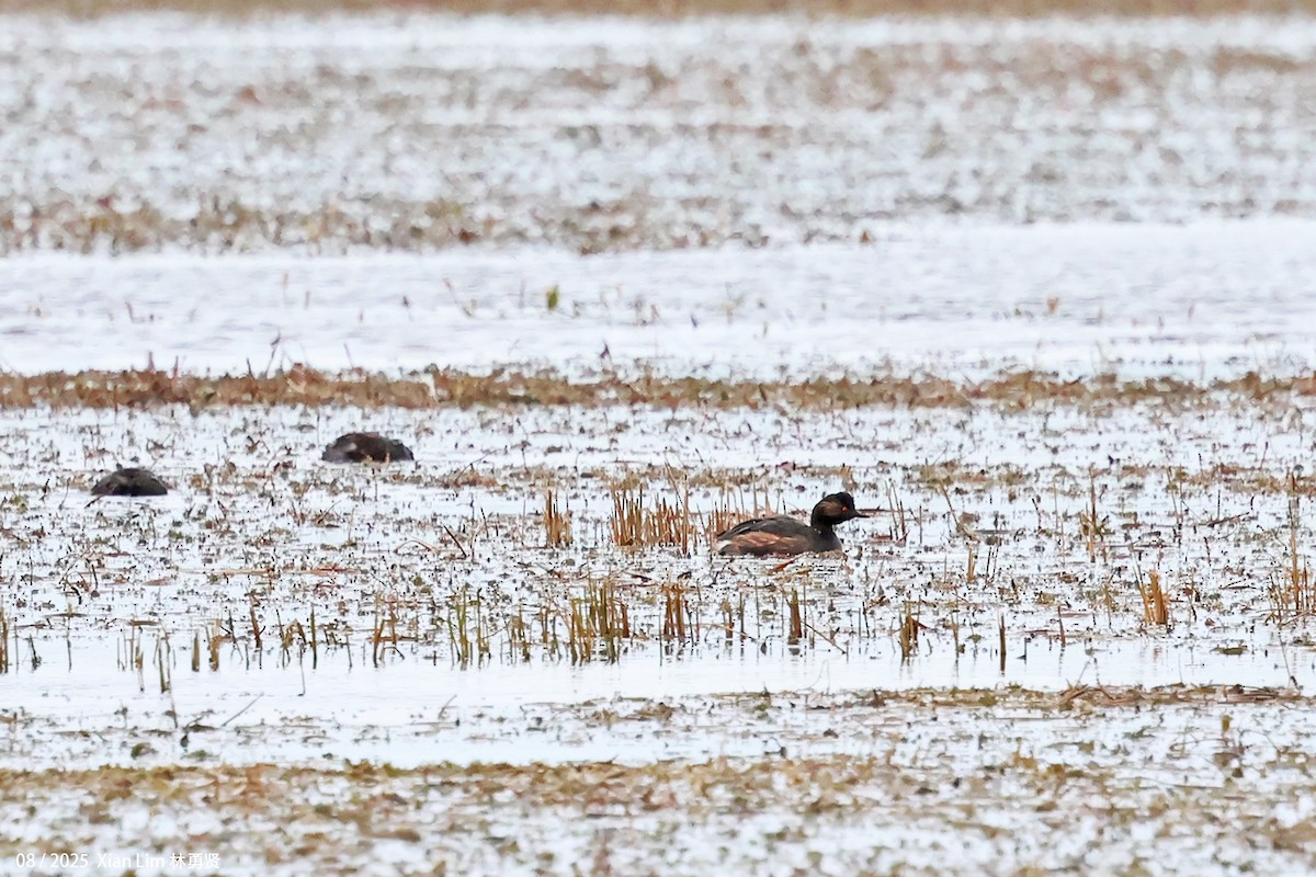 Eared Grebe - ML646451027