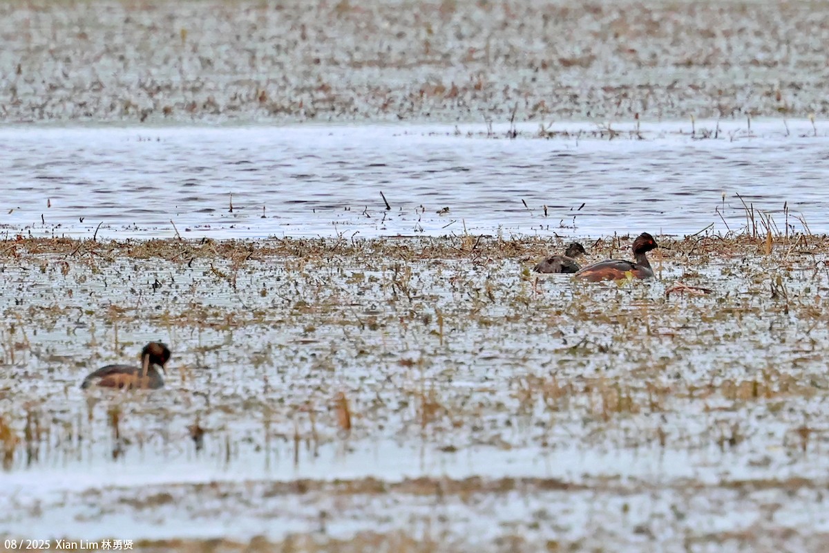 Eared Grebe - ML646451028
