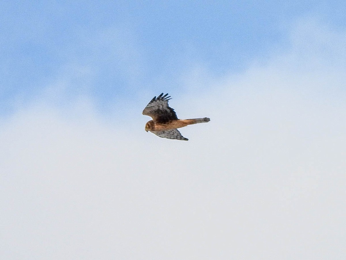 Northern Harrier - ML646451037