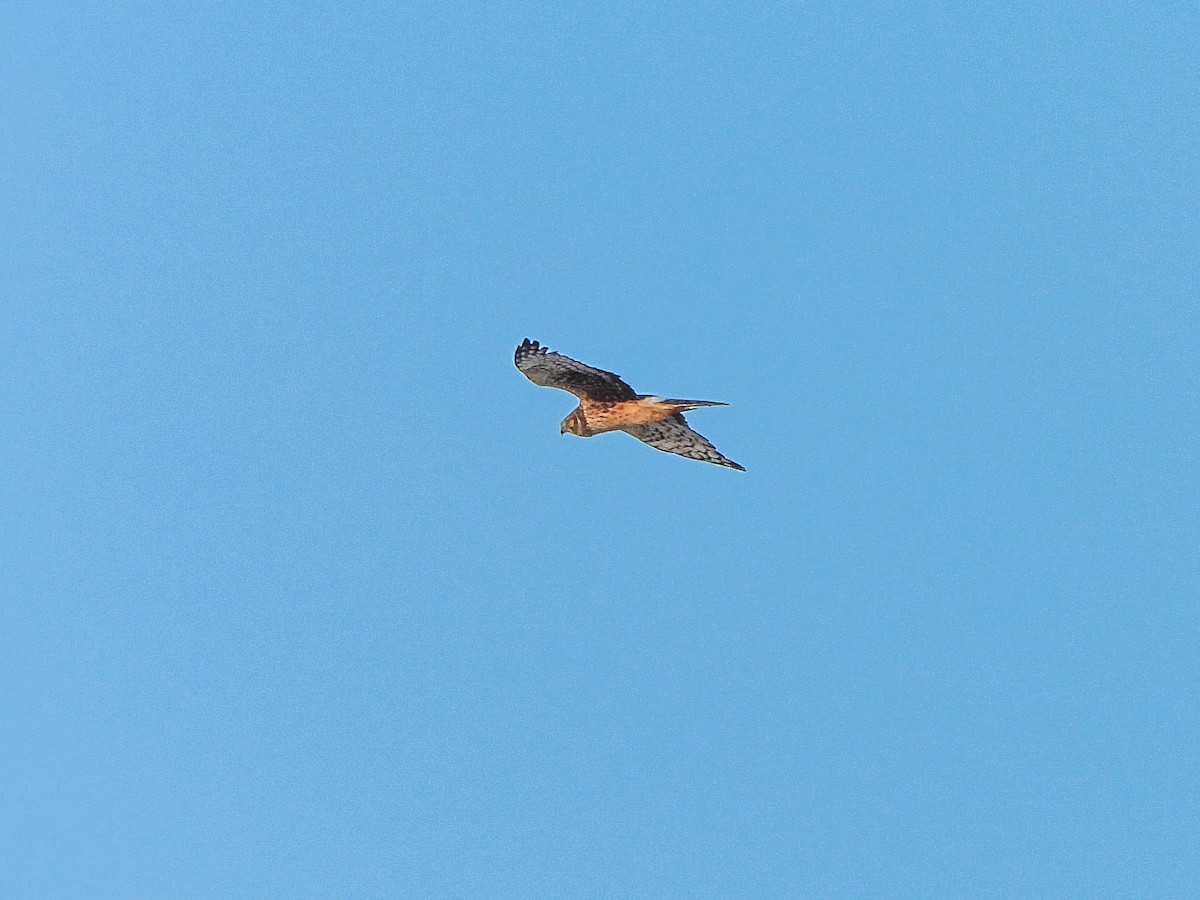 Northern Harrier - ML646451038