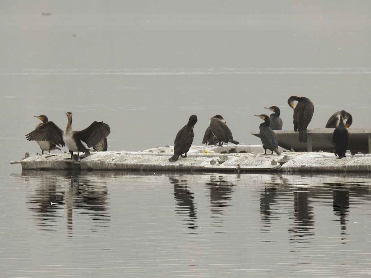 Great Cormorant - ML646451039