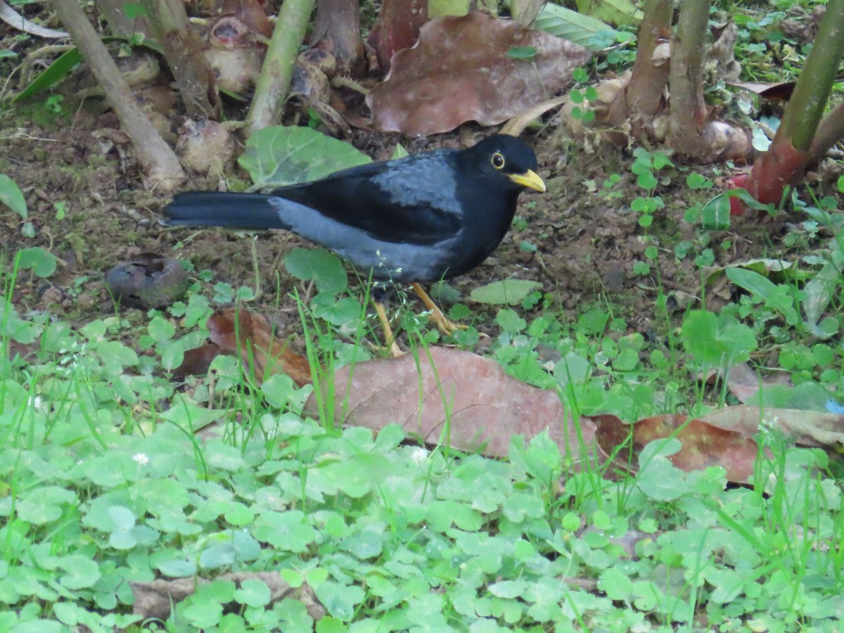 Yellow-legged Thrush - ML646451041