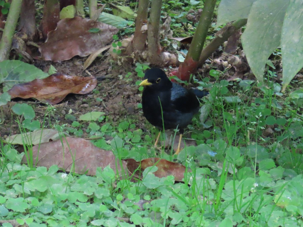 Yellow-legged Thrush - ML646451042