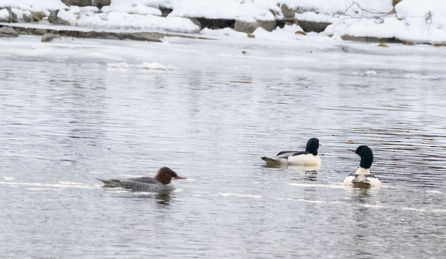 Common Merganser - ML646451043