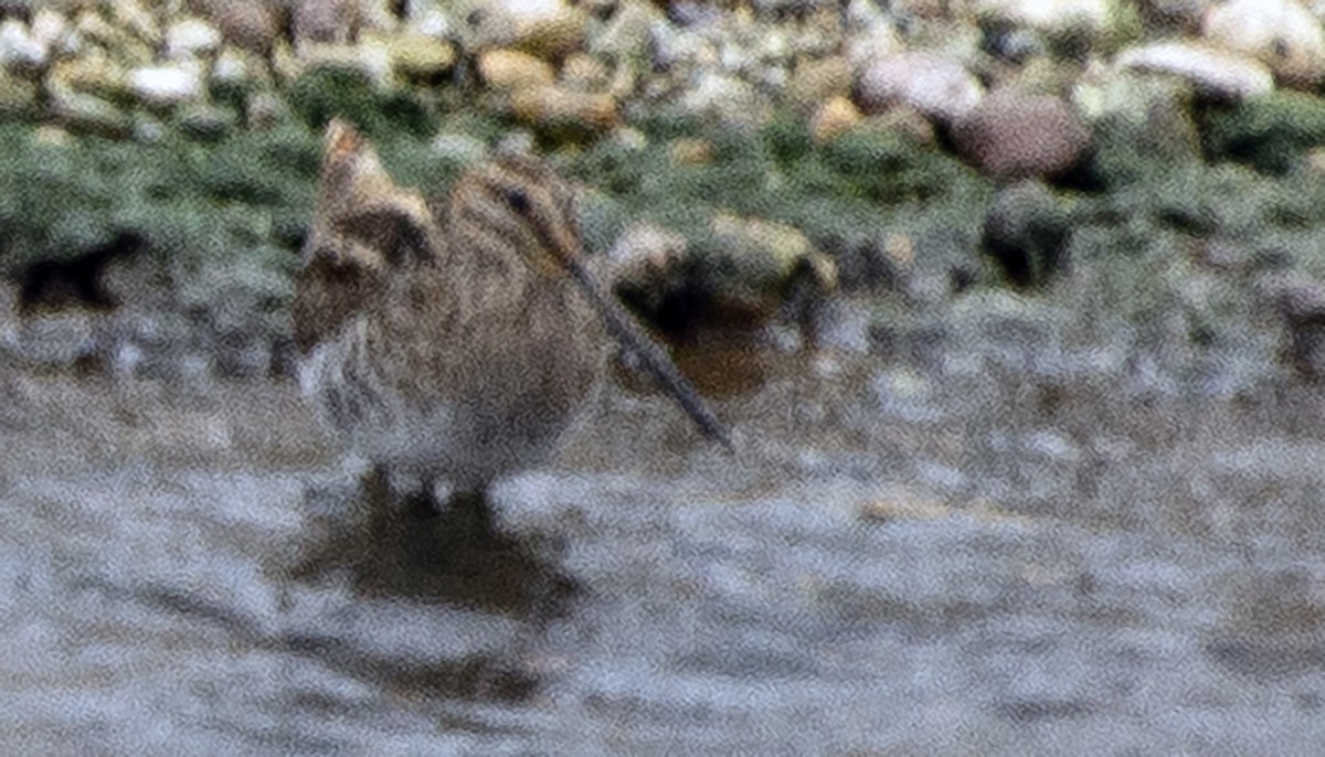 Wilson's Snipe - ML646451045