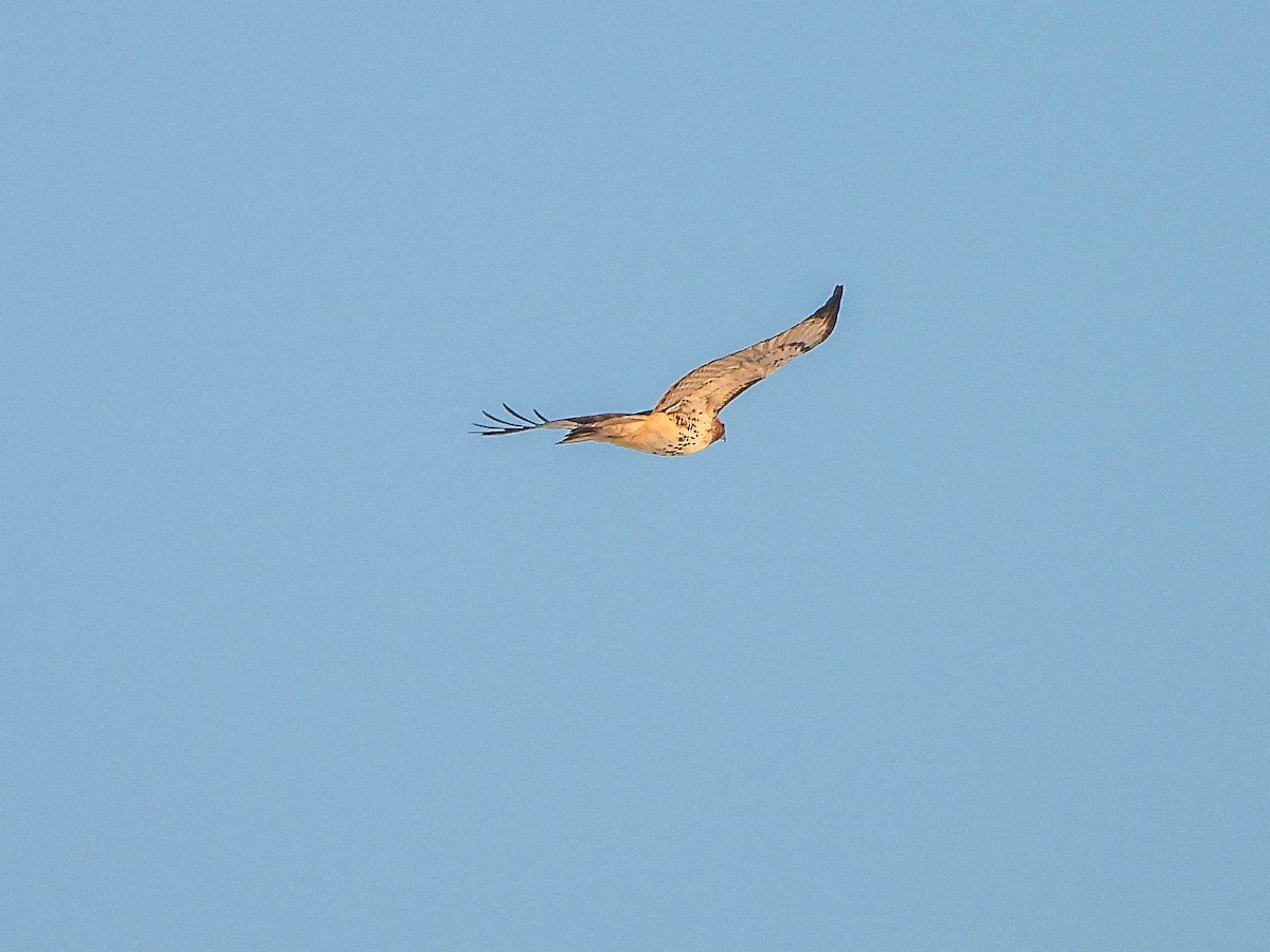 Red-tailed Hawk - ML646451050