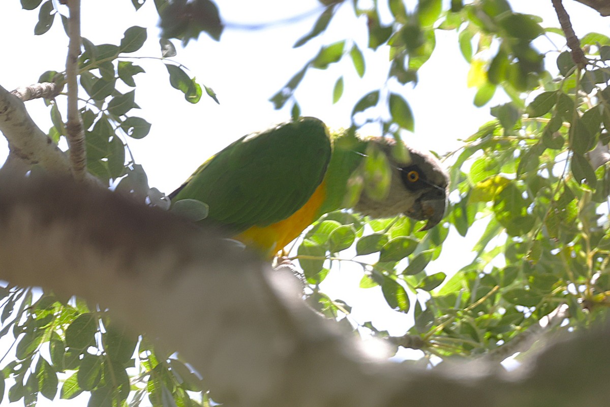 papoušek senegalský - ML646451054