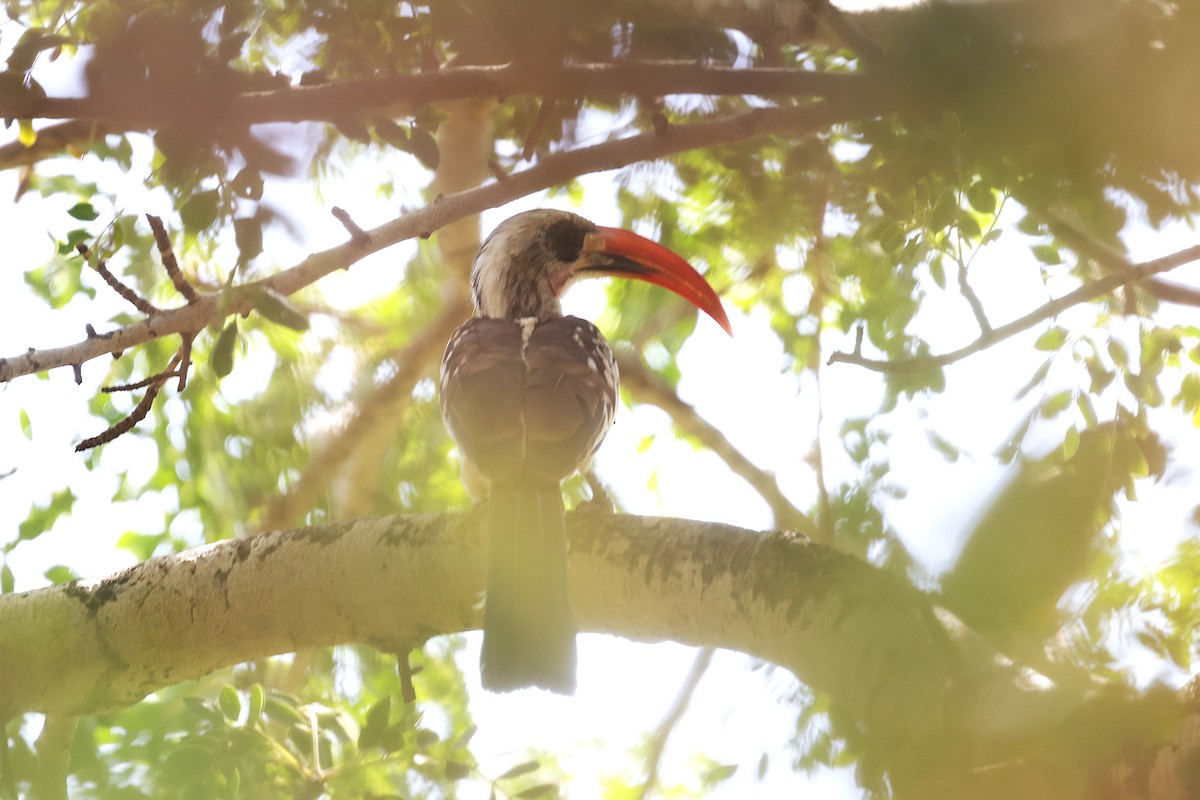 zoborožec západoafrický - ML646451057