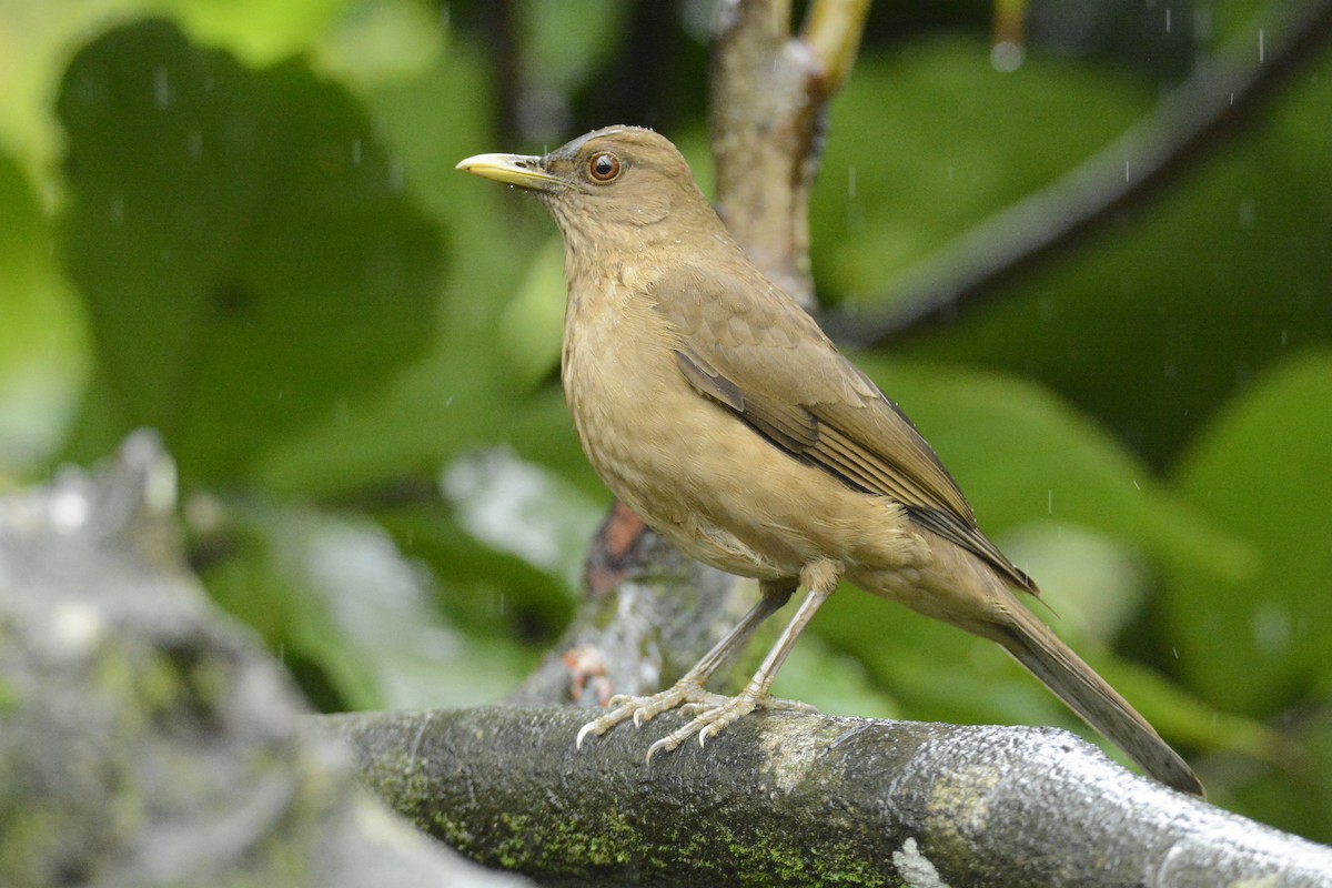 Merle fauve - ML646451058