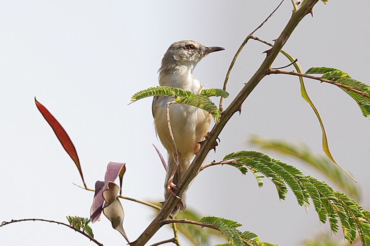 prinie afroasijská - ML646451064