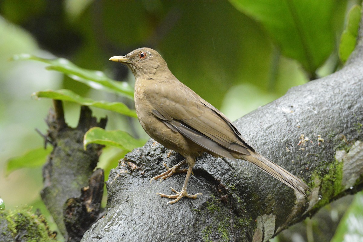 Merle fauve - ML646451065