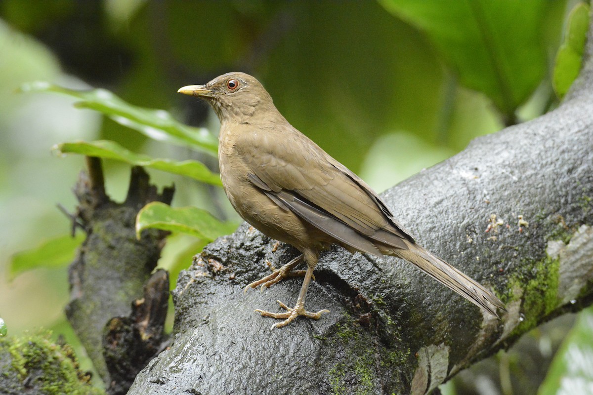 Merle fauve - ML646451066