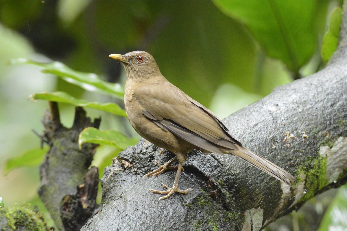 Merle fauve - ML646451067