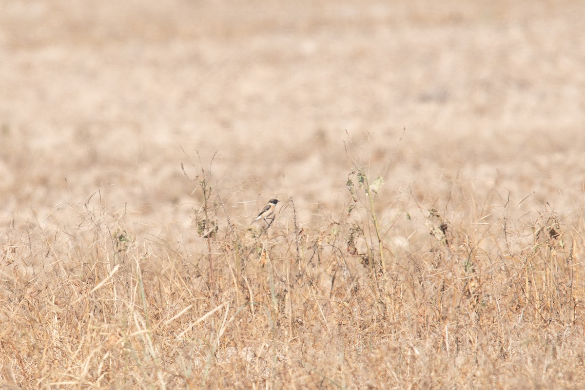 bramborníček sibiřský - ML646451068