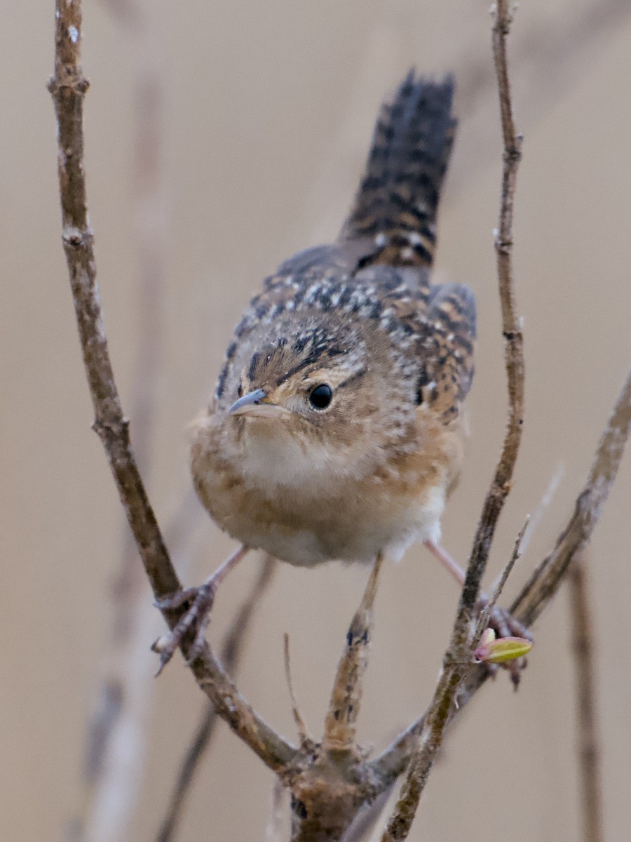 Sedge Wren - ML646451073