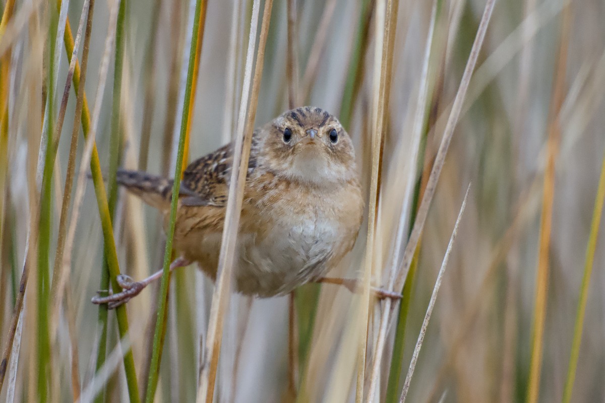 Sedge Wren - ML646451074