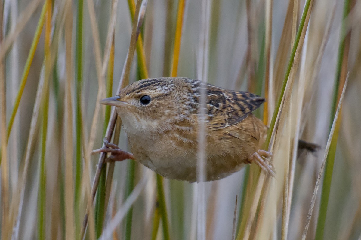 Sedge Wren - ML646451075