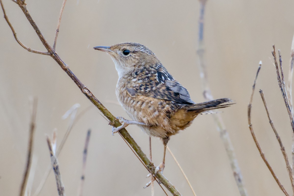 Sedge Wren - ML646451076