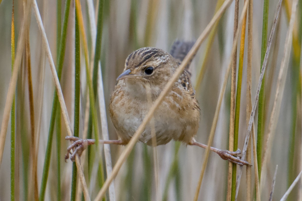 Sedge Wren - ML646451077