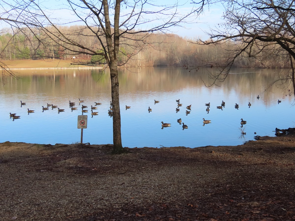 ברנטה קנדית - ML646451078