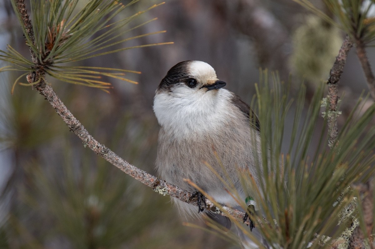 Канадская кукша - ML646451080