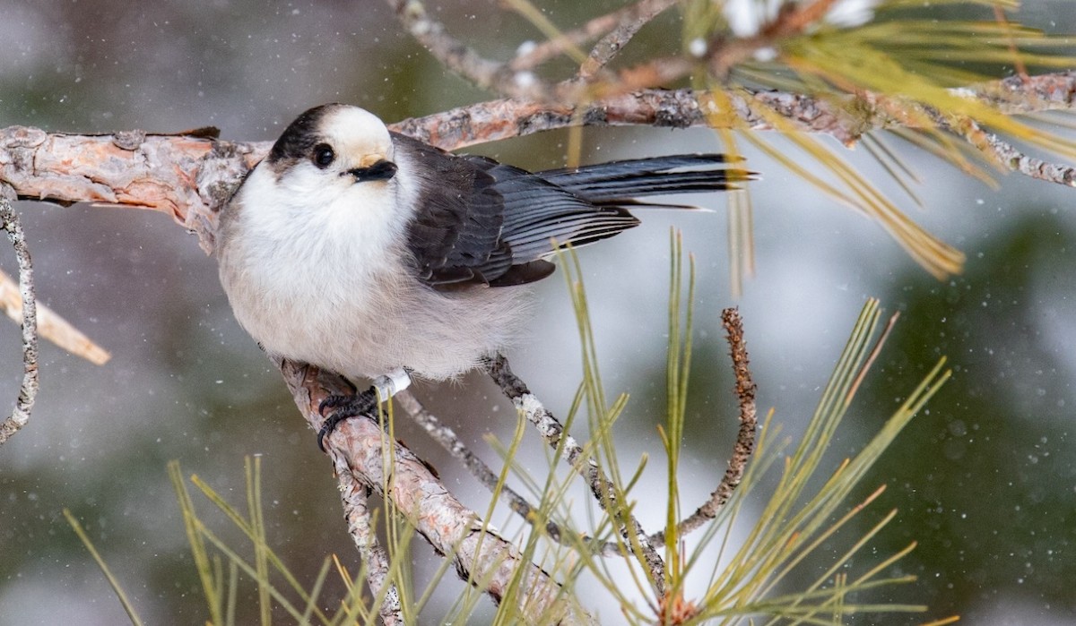 Канадская кукша - ML646451082