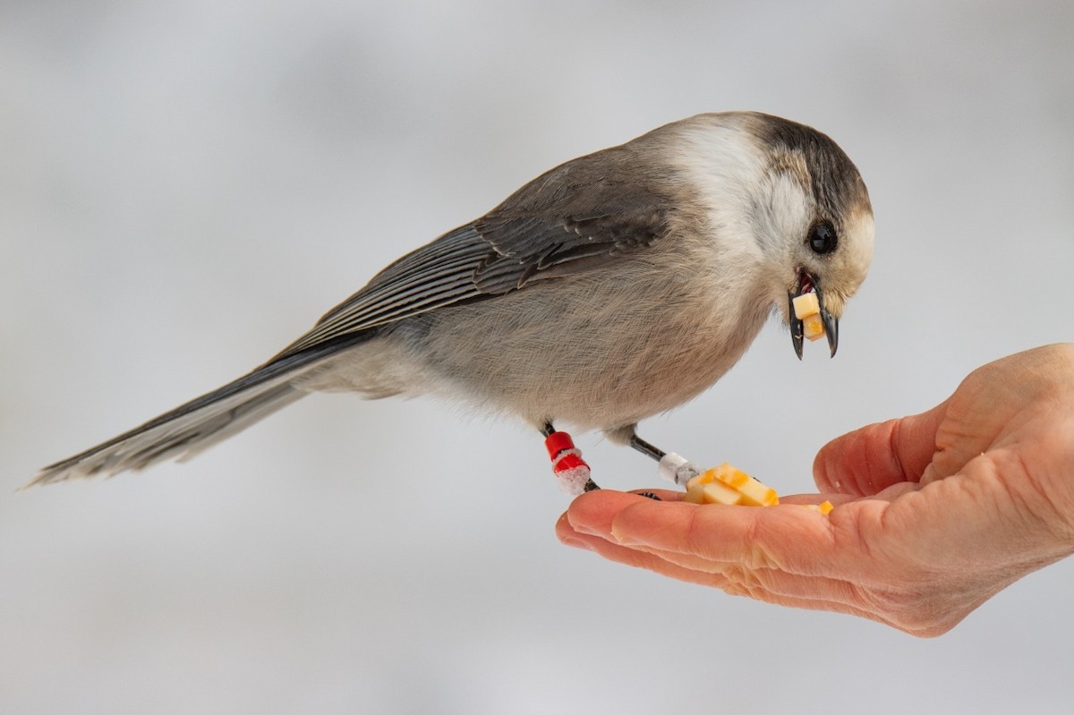 Канадская кукша - ML646451083