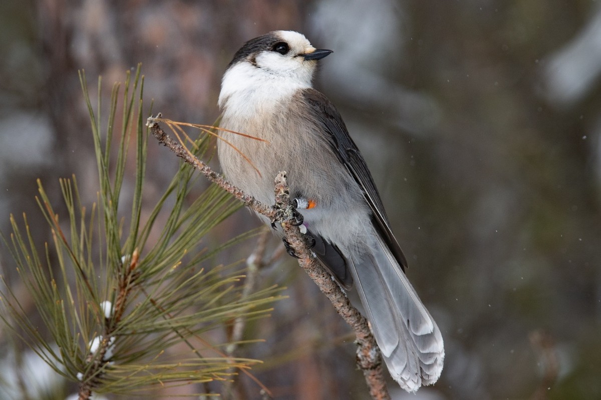 Канадская кукша - ML646451084