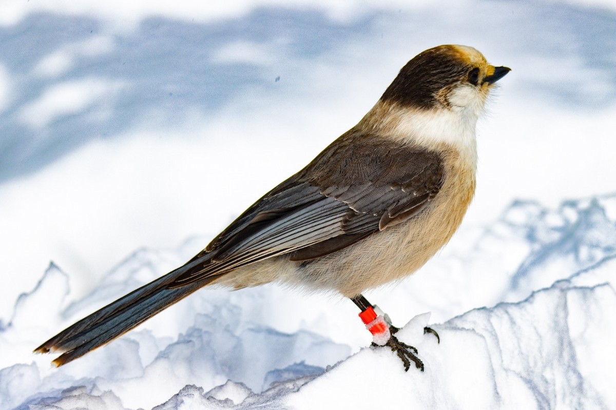 Канадская кукша - ML646451085