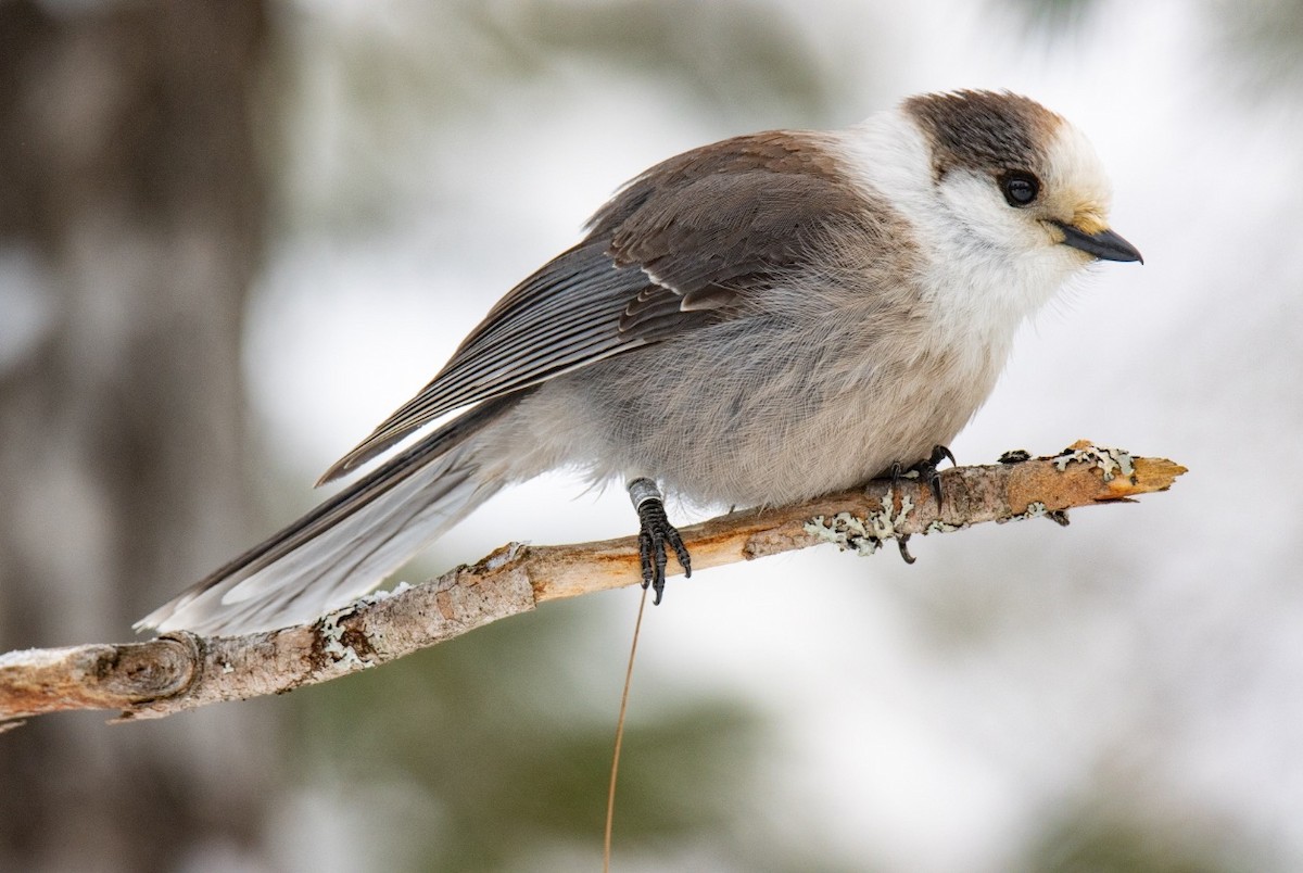 Канадская кукша - ML646451086