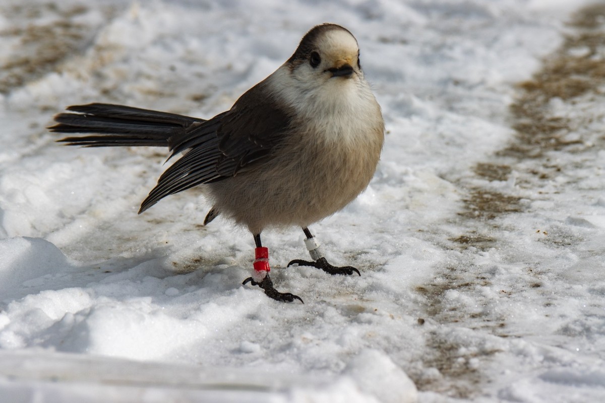 Канадская кукша - ML646451087