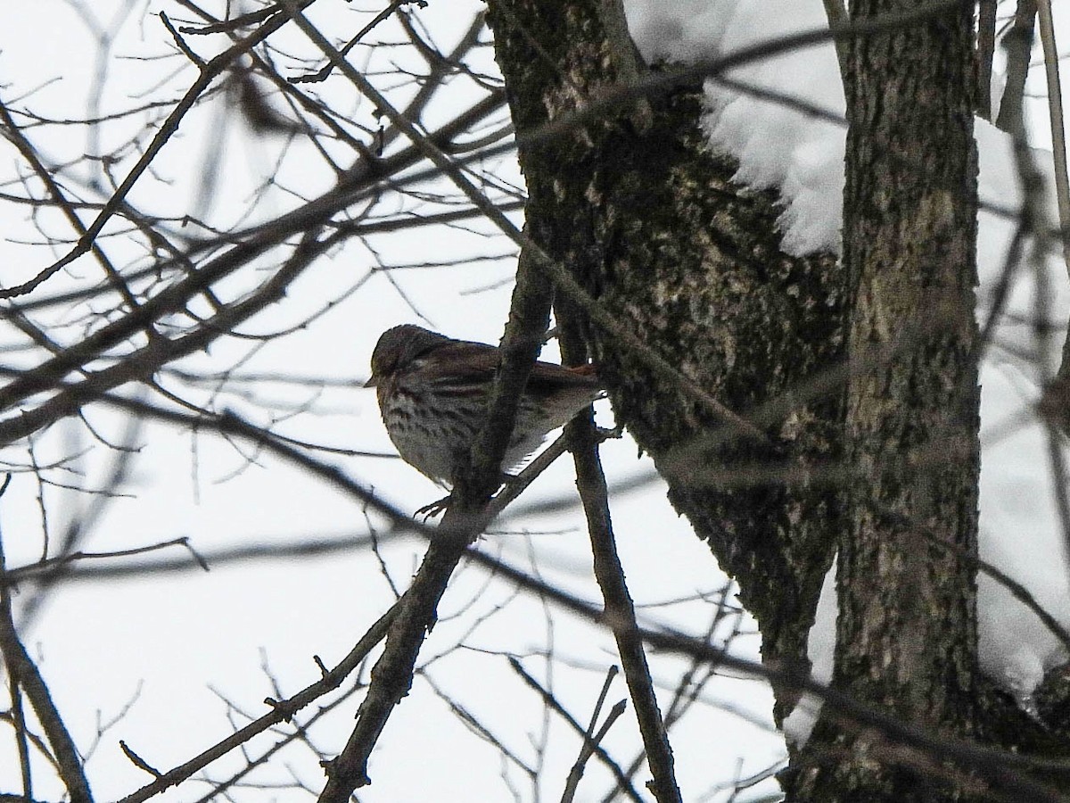 Fox Sparrow - ML646451088