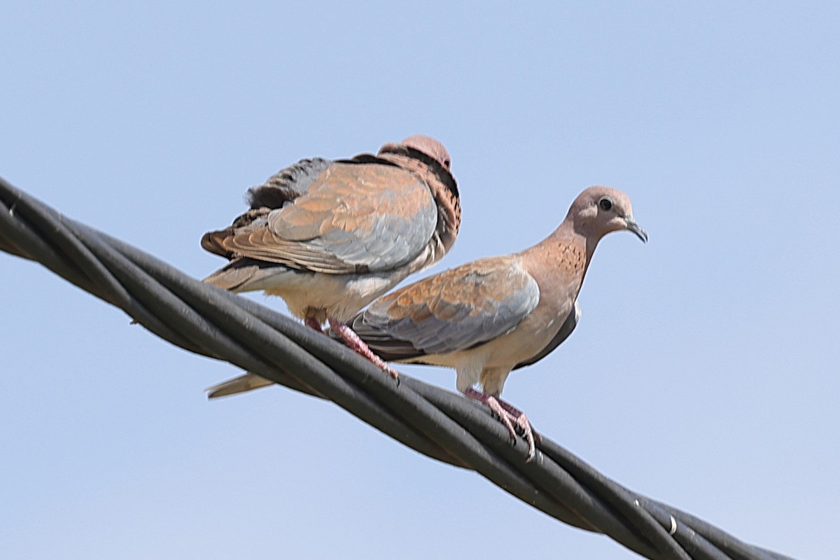 hrdlička senegalská - ML646451089