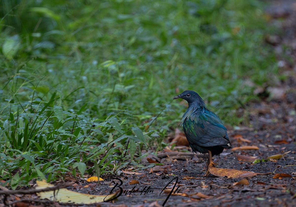 Nicobar Pigeon - ML646451093