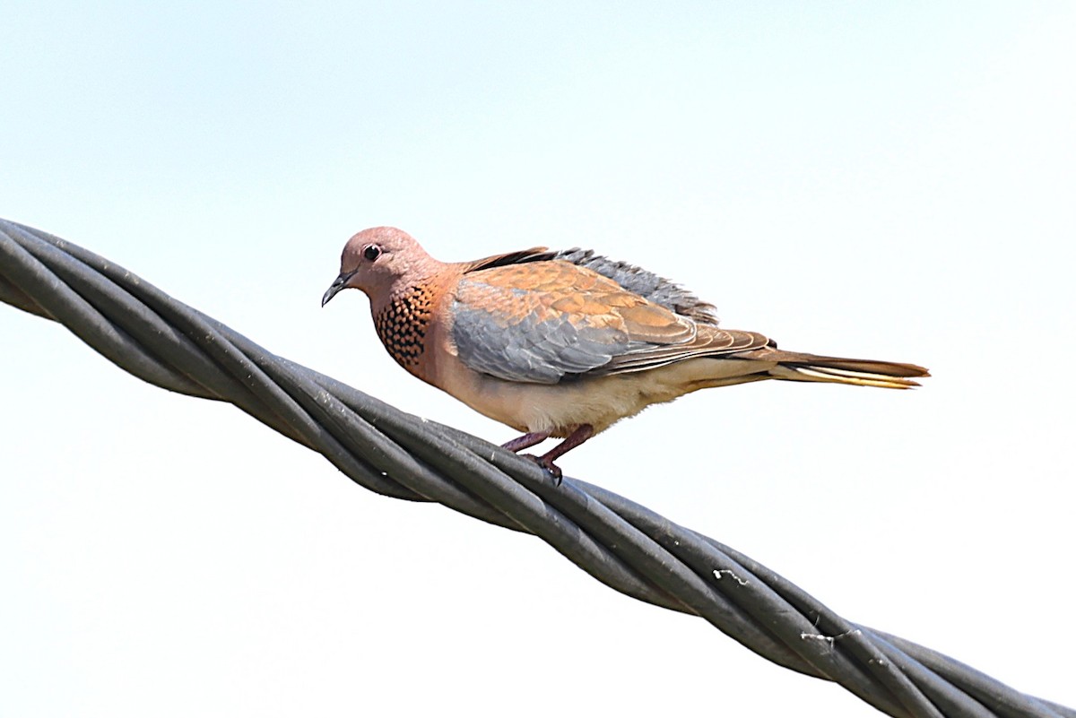 hrdlička senegalská - ML646451094