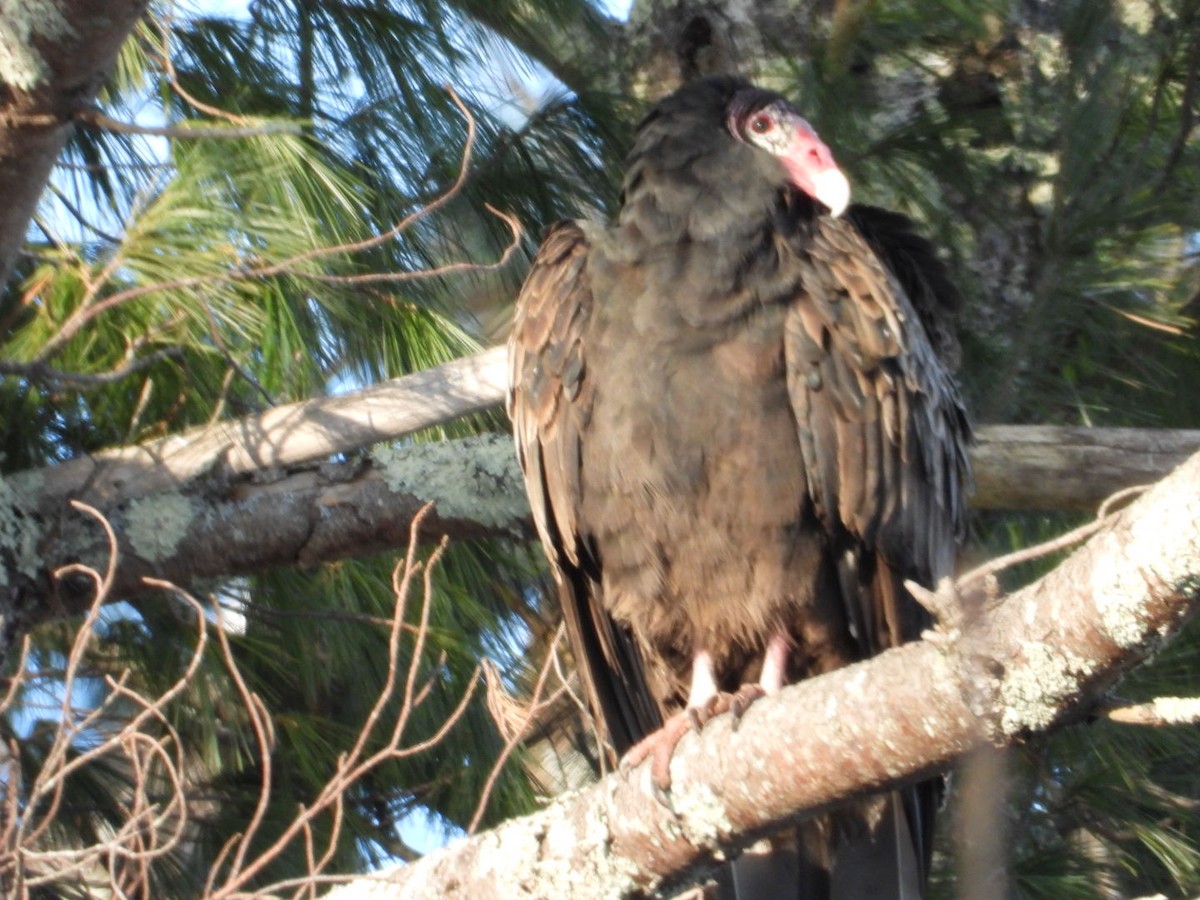 ヒメコンドル - ML646451095